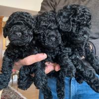 3 barboncini toy colore nero