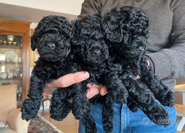 3 barboncini toy colore nero