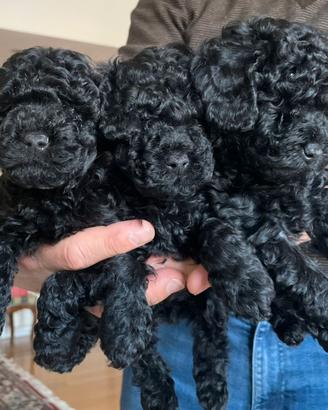 3 barboncini toy colore nero
