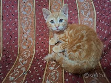 Gattini e gattine disponibili