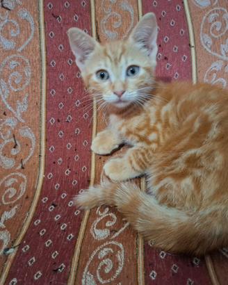 Gattini e gattine disponibili