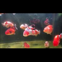 Pesci rossi Ranchu 10/15cm