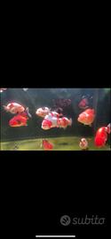 Pesci rossi Ranchu 10/15cm