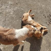 Cagnoline non separabili