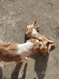 Cagnoline non separabili