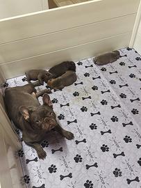 Cuccioli di bulldog francese esotico