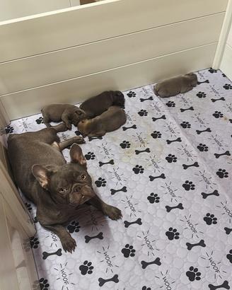 Cuccioli di bulldog francese esotico