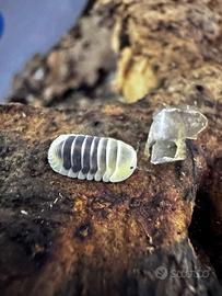 Isopodi sp. Cubaris Jupiter