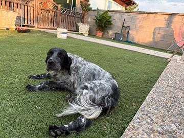 Setter inglese