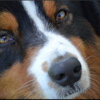 Pastore Australiano disponibile per monte