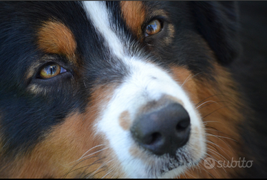 Pastore Australiano disponibile per monte