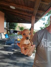 Pinscher cuccioli due mesi