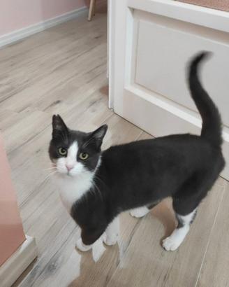 Gattino europeo bianco e nero