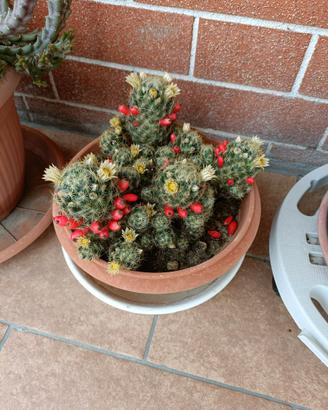 Pianta grassa Mammillaria prolifera