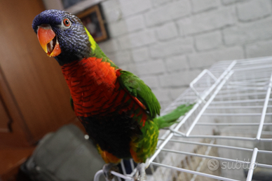 Lori Arcobaleno maschio adulto