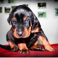 Cuccioli Dobermann pedegree Enci