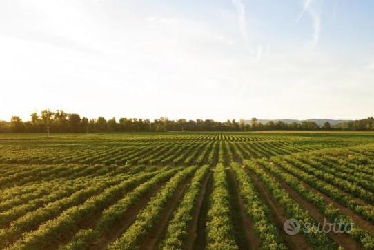 Terreno agricolo Cesenatico