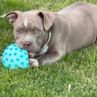 American Bully Poket