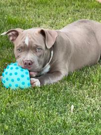 American Bully Poket