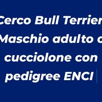 Bull Terrier maschio adulto