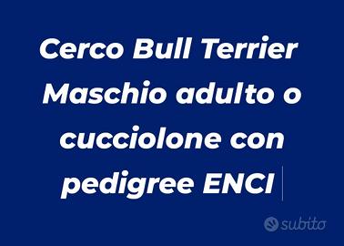 Bull Terrier maschio adulto