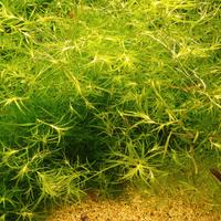 Pianta acquatica Najas guadalupensis