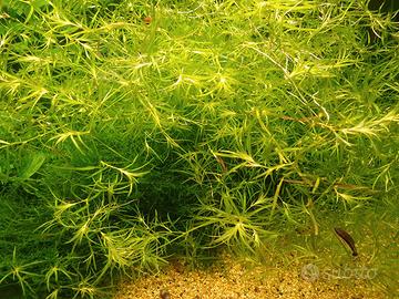 Pianta acquatica Najas guadalupensis