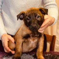 Cuccioli di Pastore Belga Malinois, pedigree ENCI
