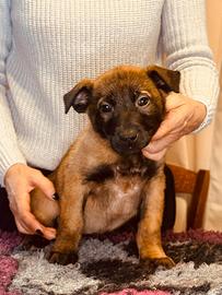 Cuccioli di Pastore Belga Malinois, pedigree ENCI
