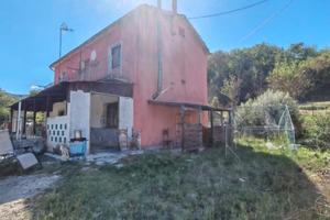 Apice