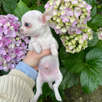 Cucciolo di chihuahua