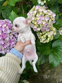 Cucciolo di chihuahua