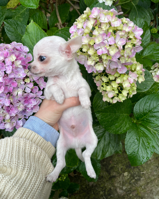 Cucciolo di chihuahua