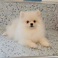 Spitz Pomenadia pedigree Enci