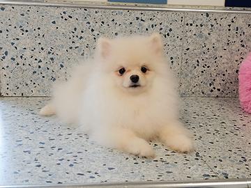 Spitz Pomenadia pedigree Enci