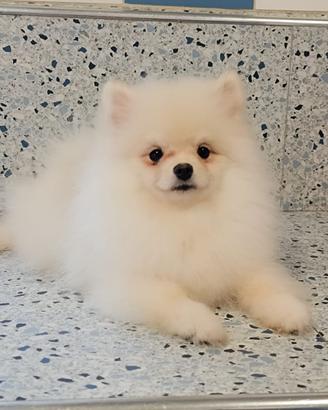 Spitz Pomenadia pedigree Enci