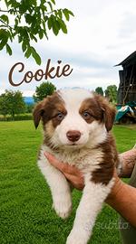 Cucciole border collie