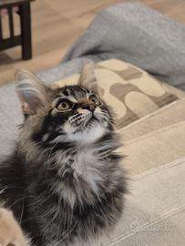 Maine Coon