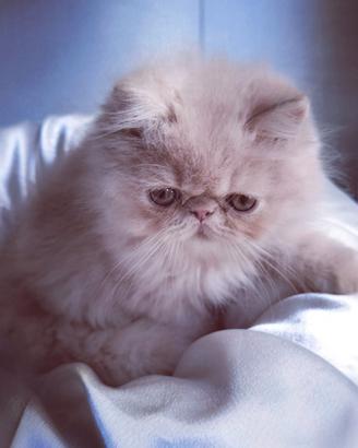 Cuccioli di Gatto Persiano 