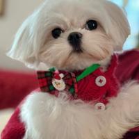 Maltese coreano puro