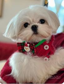 Maltese coreano puro