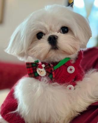 Maltese coreano puro