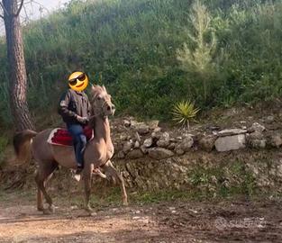 Puledro di 20 mesi bravissimo in tutto