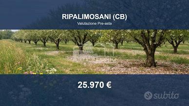 Immobile in asta di 7208 m² a Ripalimosani