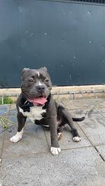 American Bully monta
