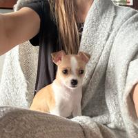 Cucciolo chihuahua