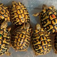 Tartarughe testudo HERMANNI HERMANNI
