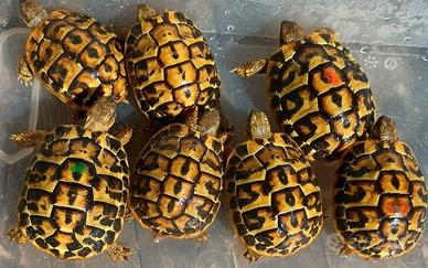 Tartarughe testudo HERMANNI HERMANNI