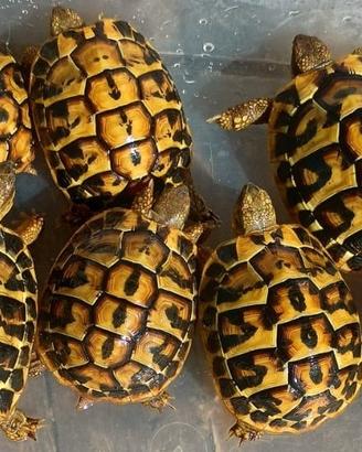 Tartarughe testudo HERMANNI HERMANNI