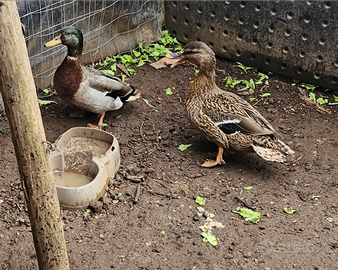 Anatre germani e galline marans